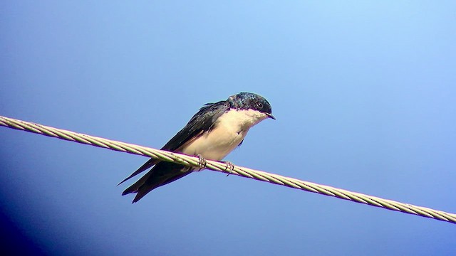 Golondrina Barranquera - ML474814421