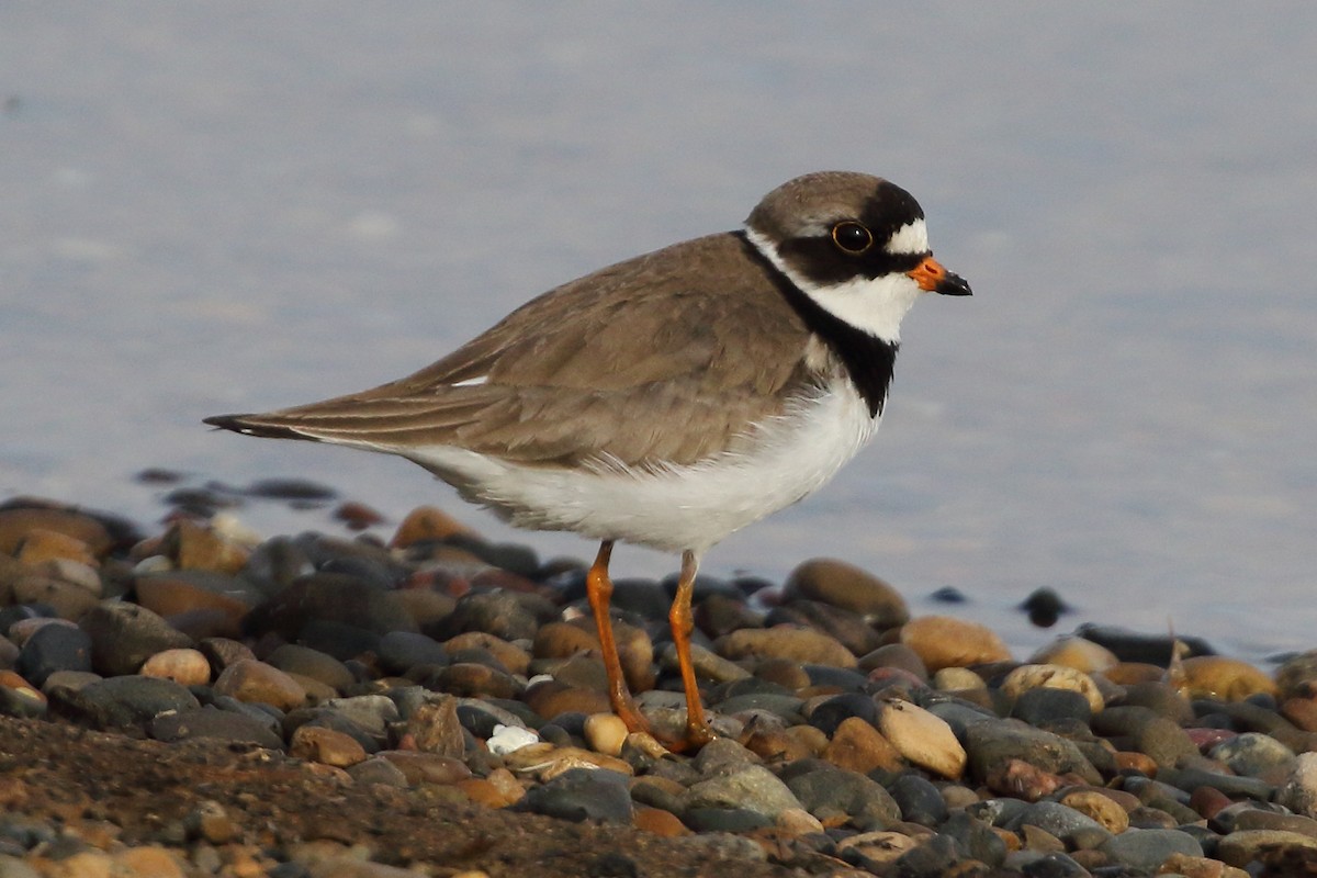 Semipalmated Plover - ML474814981