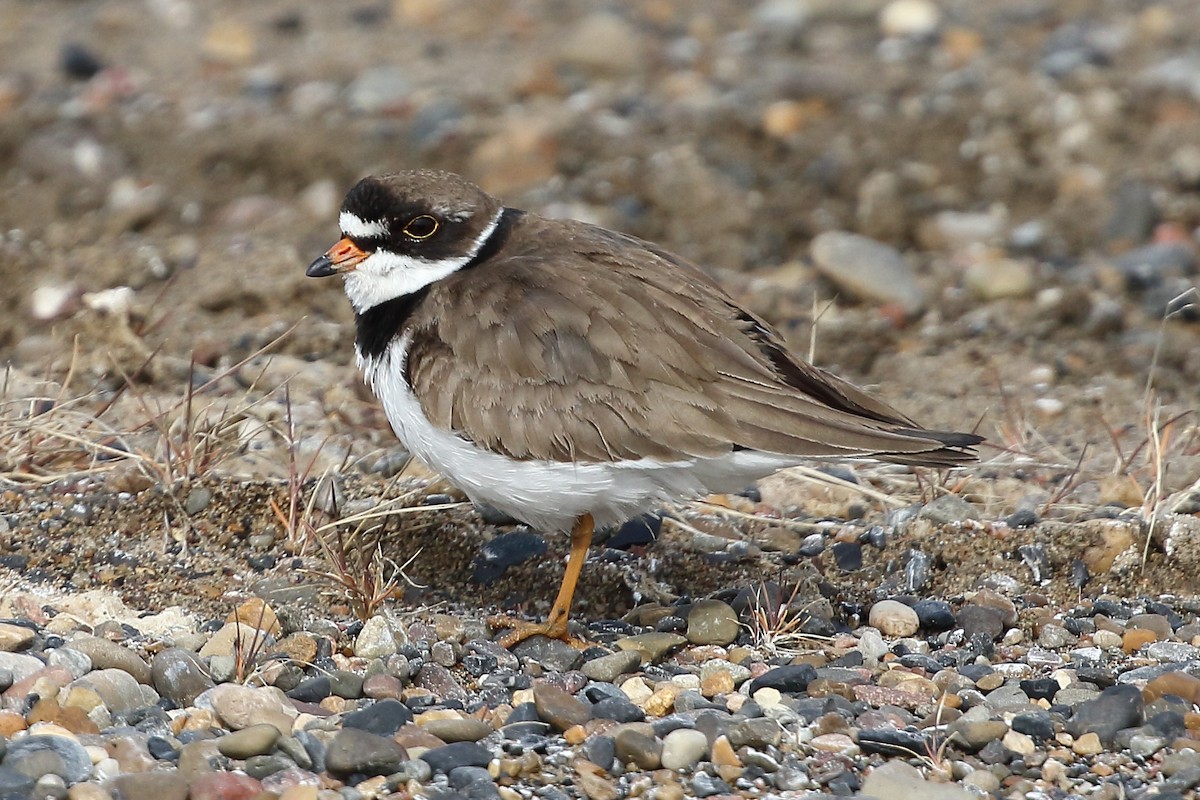 Semipalmated Plover - ML474814991