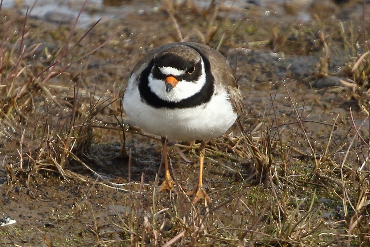 Semipalmated Plover - ML474815221