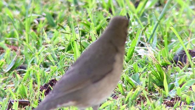 Creamy-bellied Thrush - ML474815771