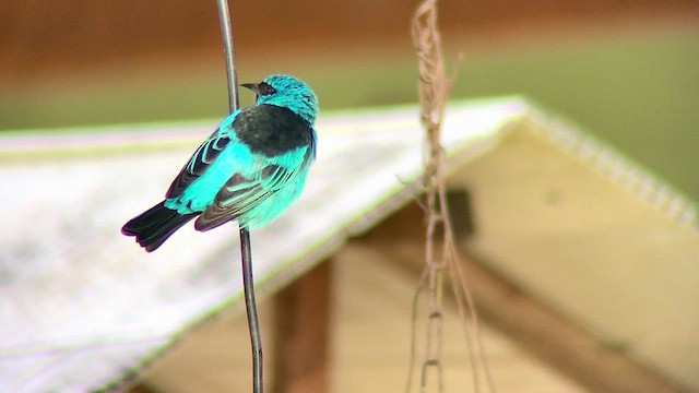 Dacnis bleu - ML474816481