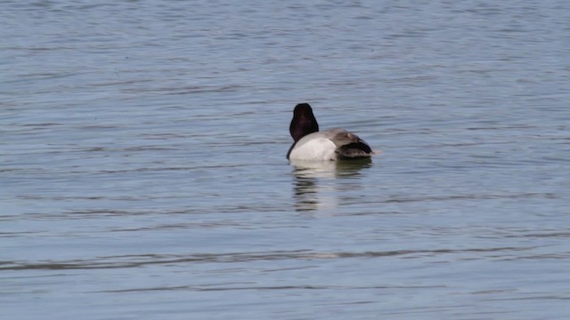 Redhead x scaup sp. (hybrid) - ML474817