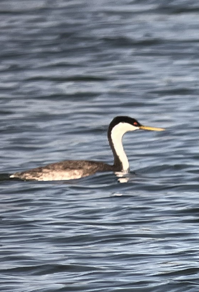 Western Grebe - Mike Peczynski