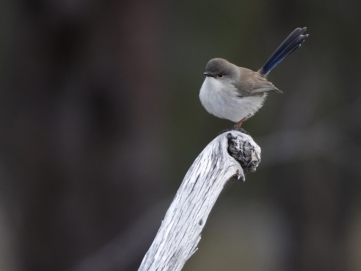 Superb Fairywren - Len and Chris Ezzy