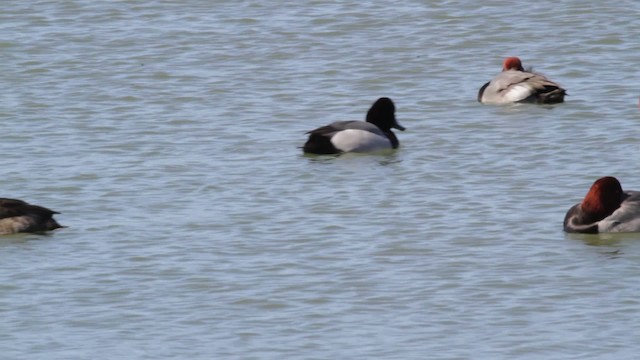 Redhead x scaup sp. (hybrid) - ML474818