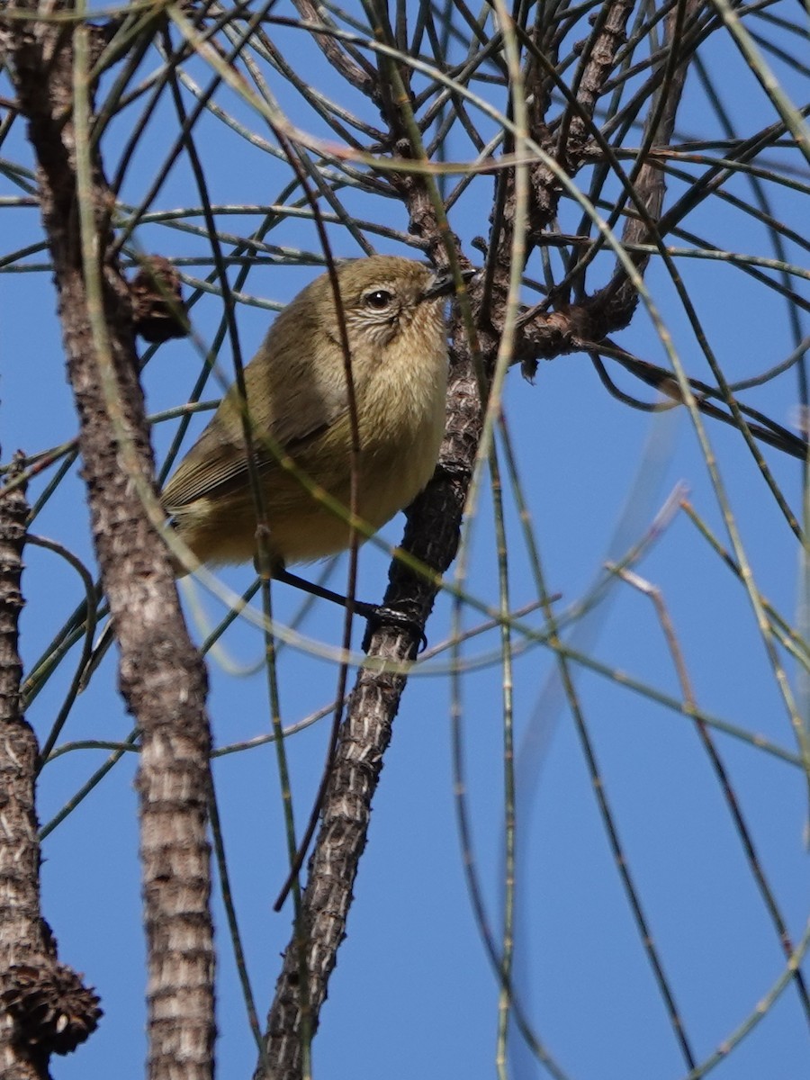 Yellow Thornbill - ML474818791