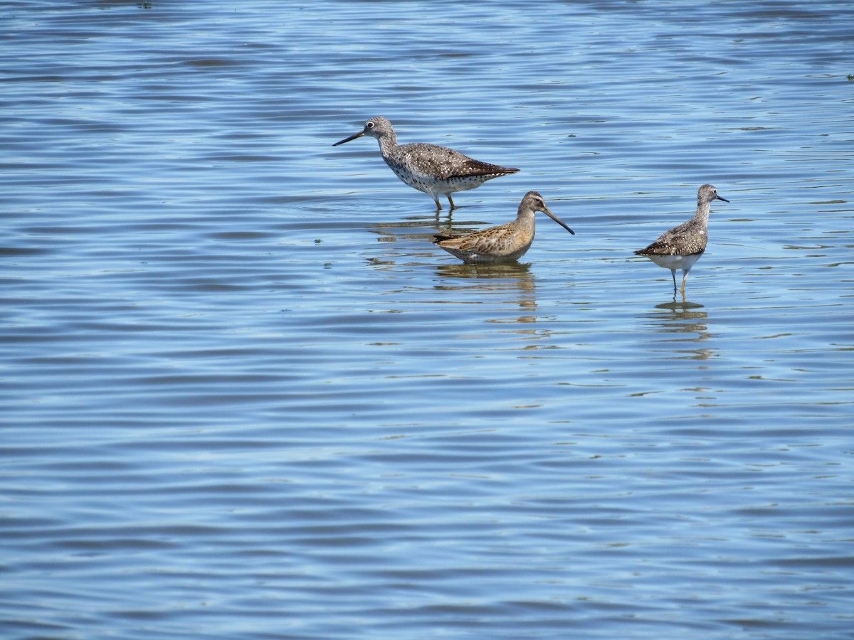 Greater Yellowlegs - ML474818951