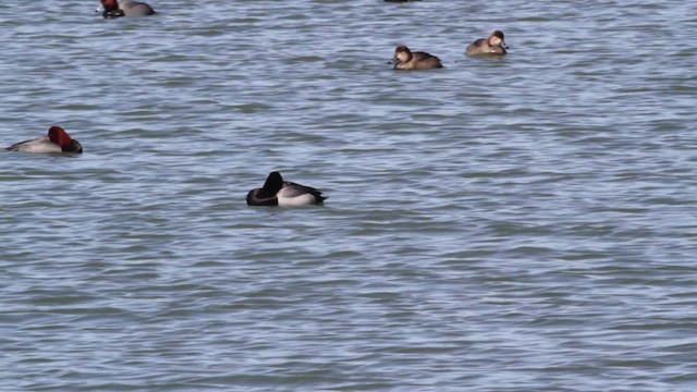 Redhead x scaup sp. (hybrid) - ML474819