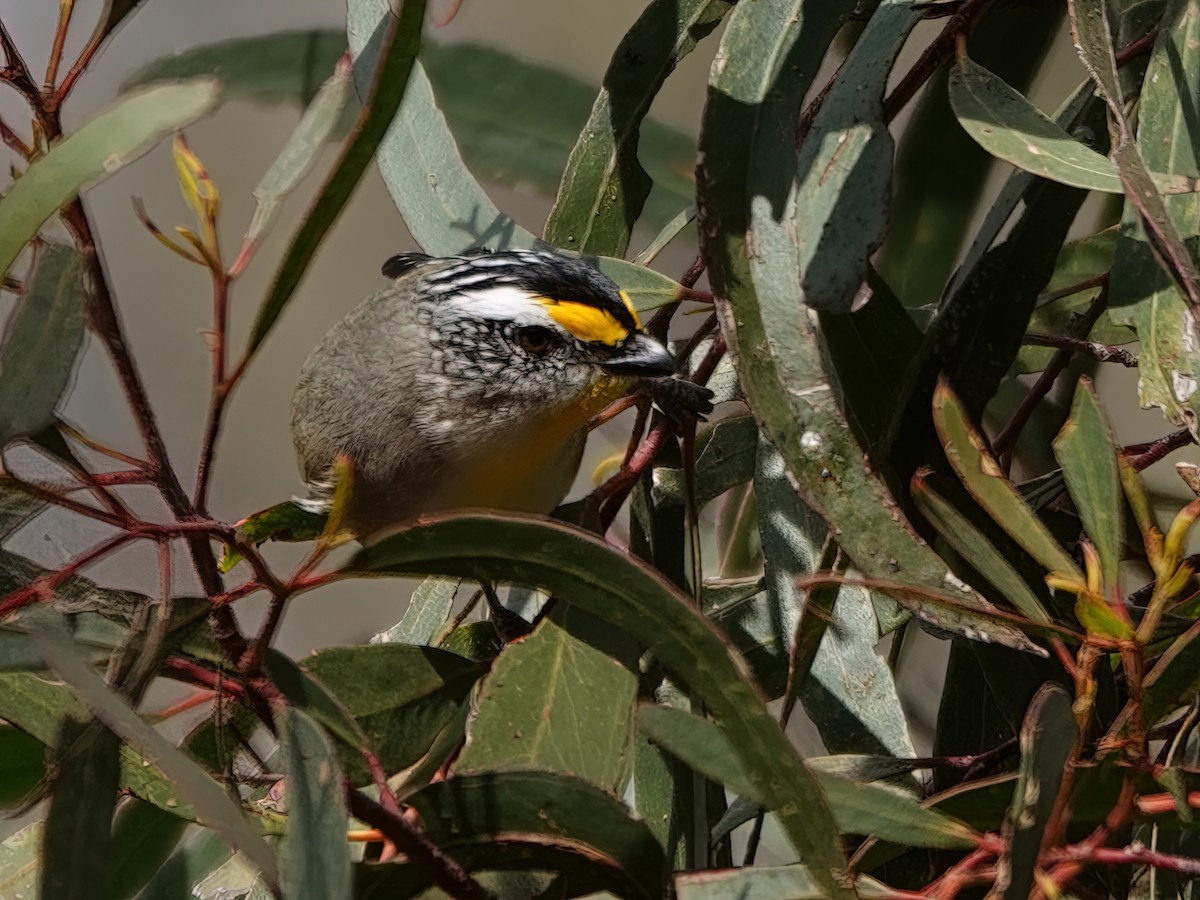 Striated Pardalote - Len and Chris Ezzy
