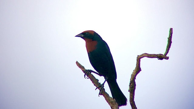 Chestnut-capped Blackbird - ML474819871