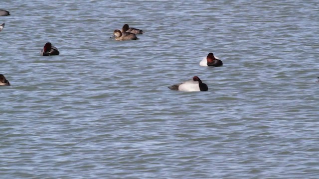 Redhead x scaup sp. (hybrid) - ML474820