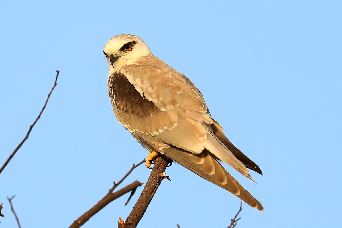 Black-shouldered Kite - Peter Kyne