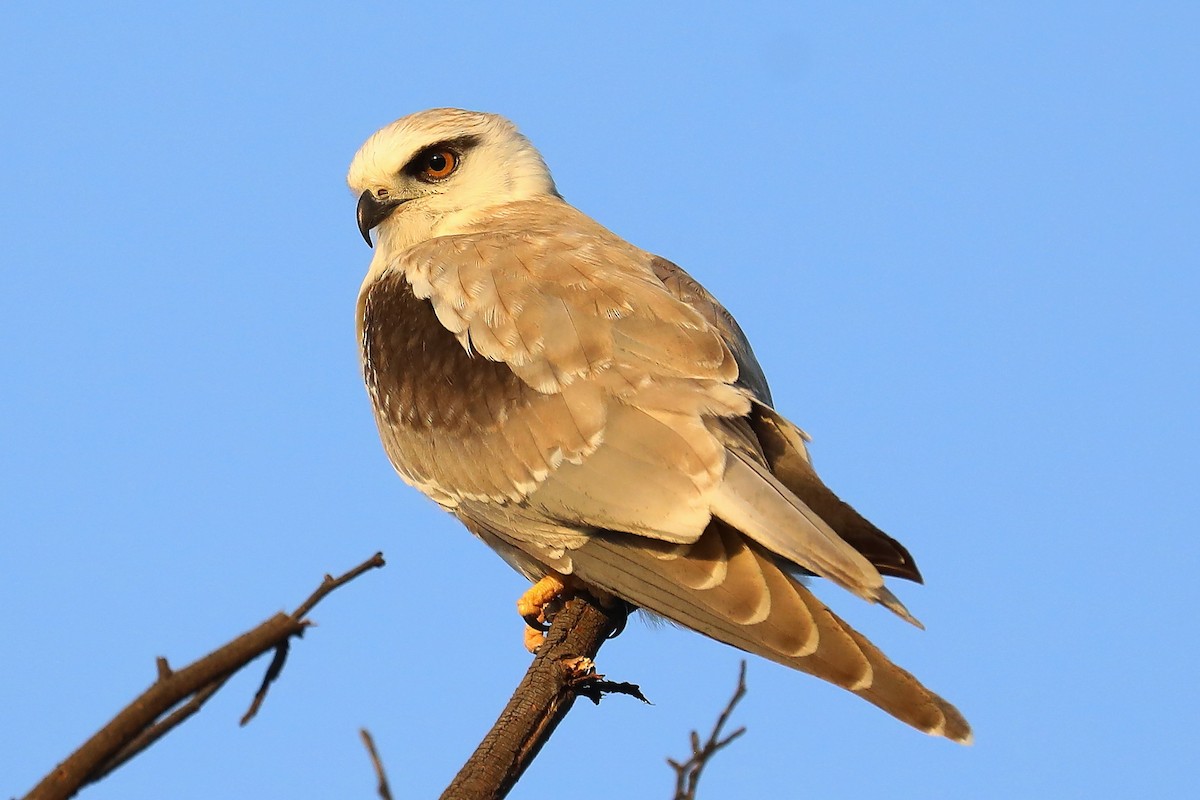 Black-shouldered Kite - Peter Kyne