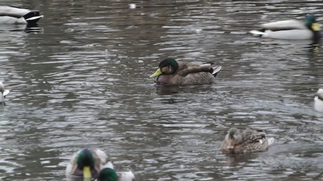 Mallard x American Black Duck (hybrid) - ML474821