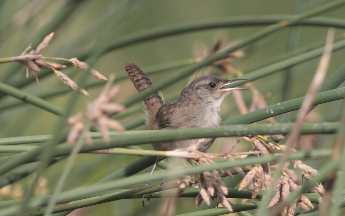 Marsh Wren - ML474821551