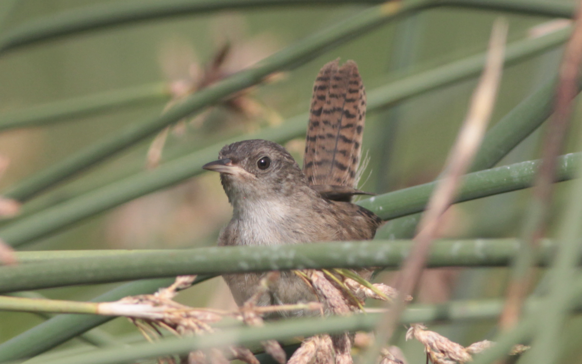 Marsh Wren - ML474821561