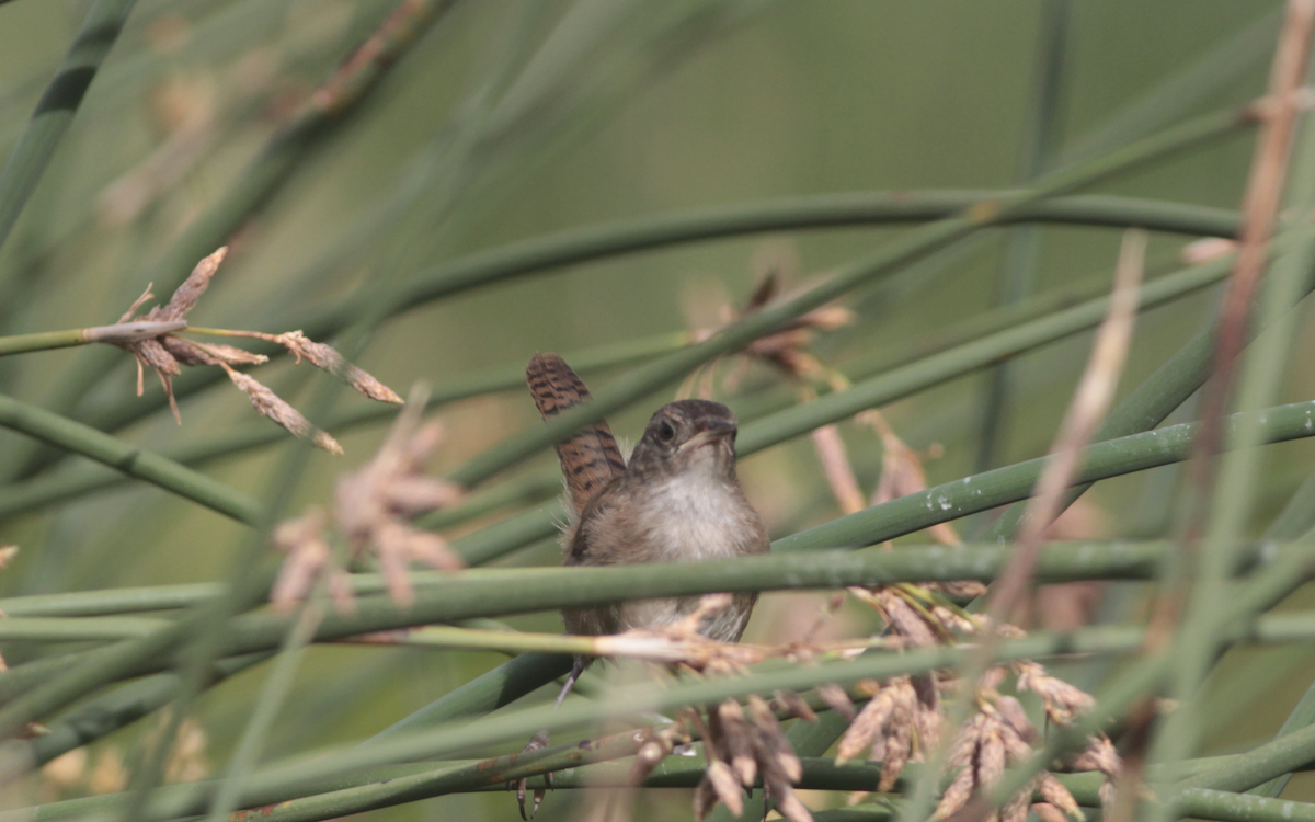 Marsh Wren - ML474821571