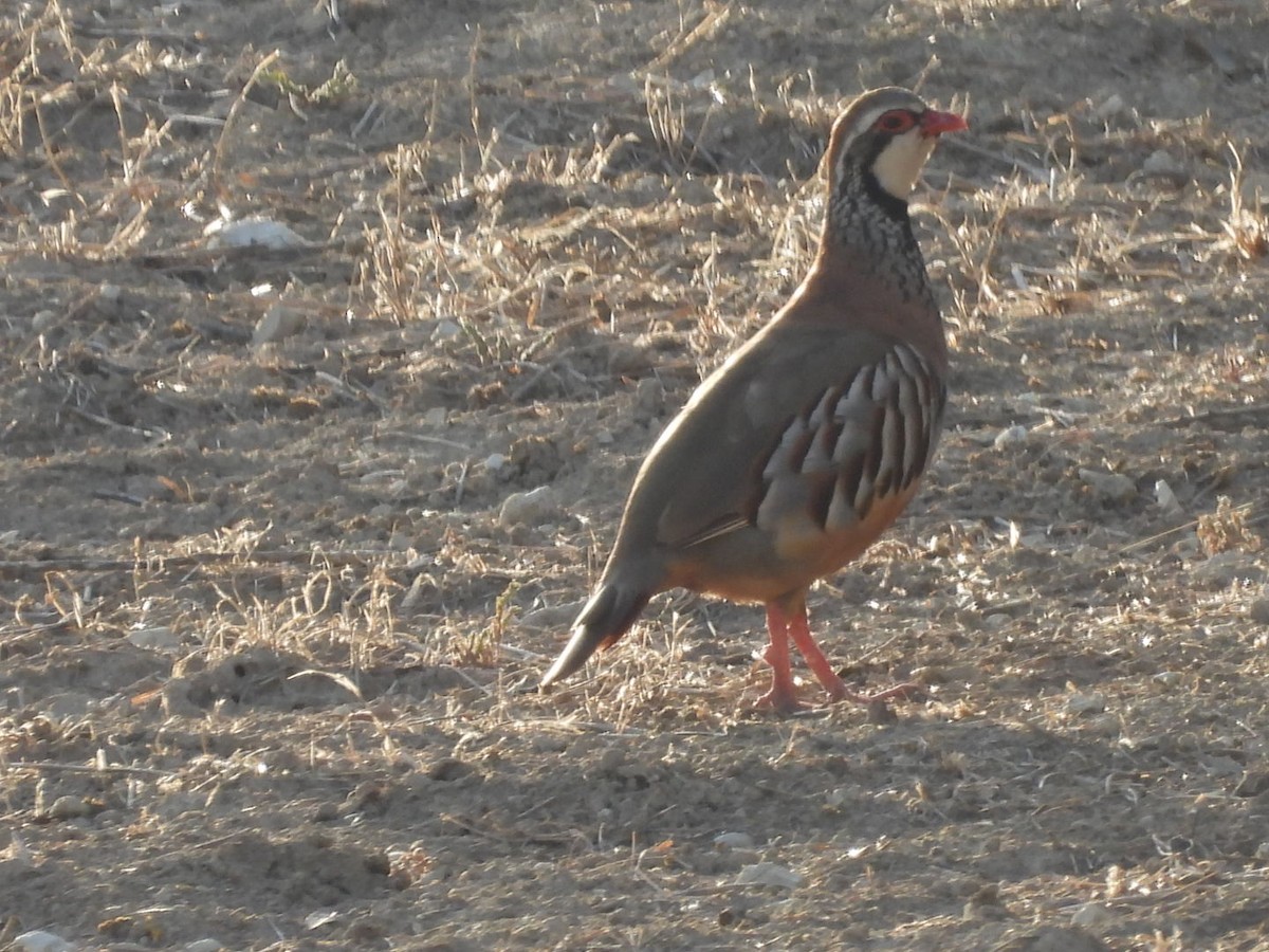 Red-legged Partridge - ML474821761