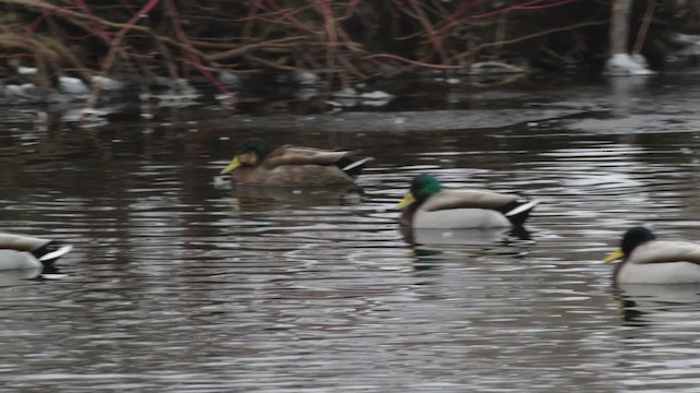 Mallard x American Black Duck (hybrid) - ML474822