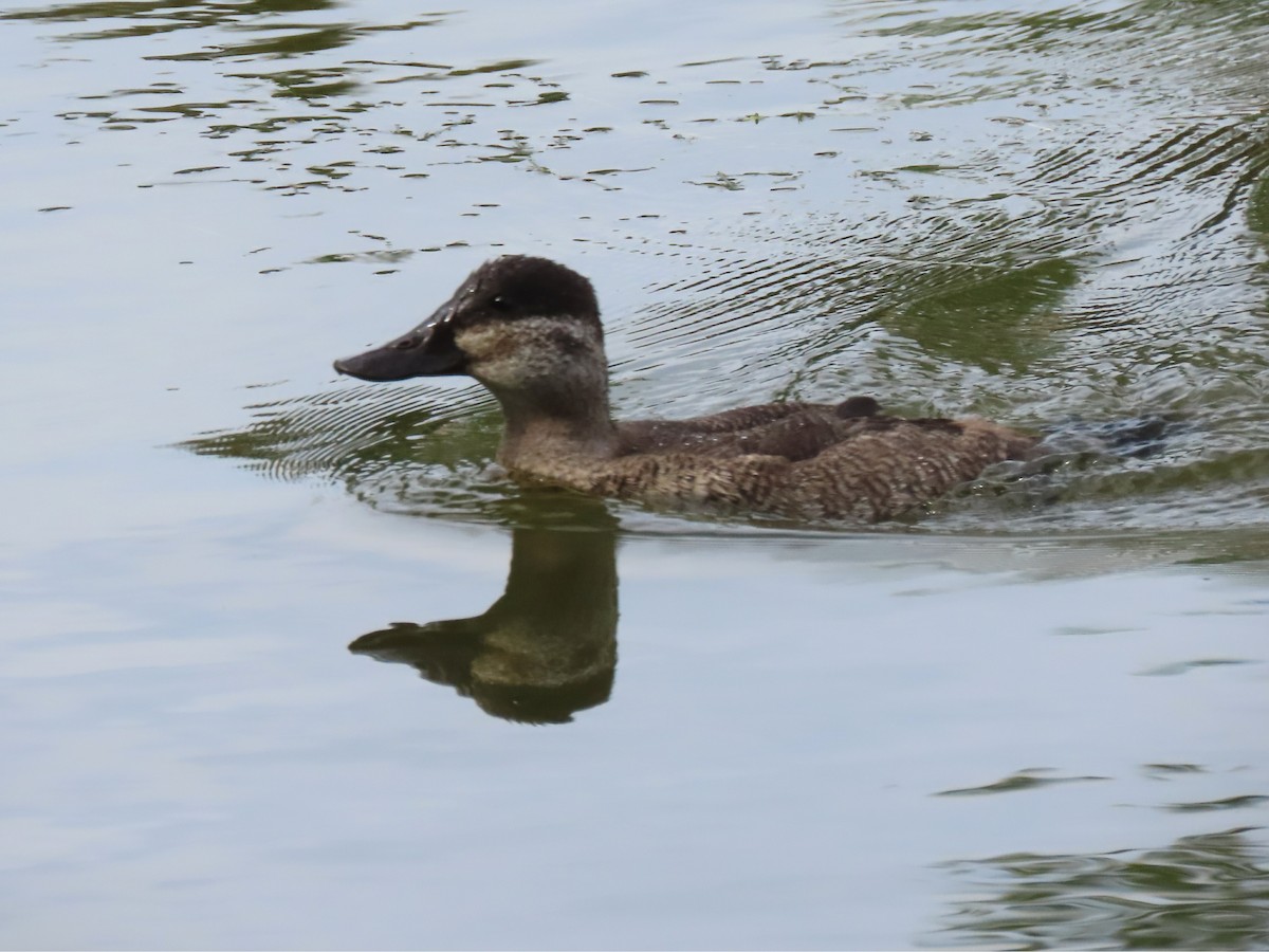 Ruddy Duck - Laurie Koepke