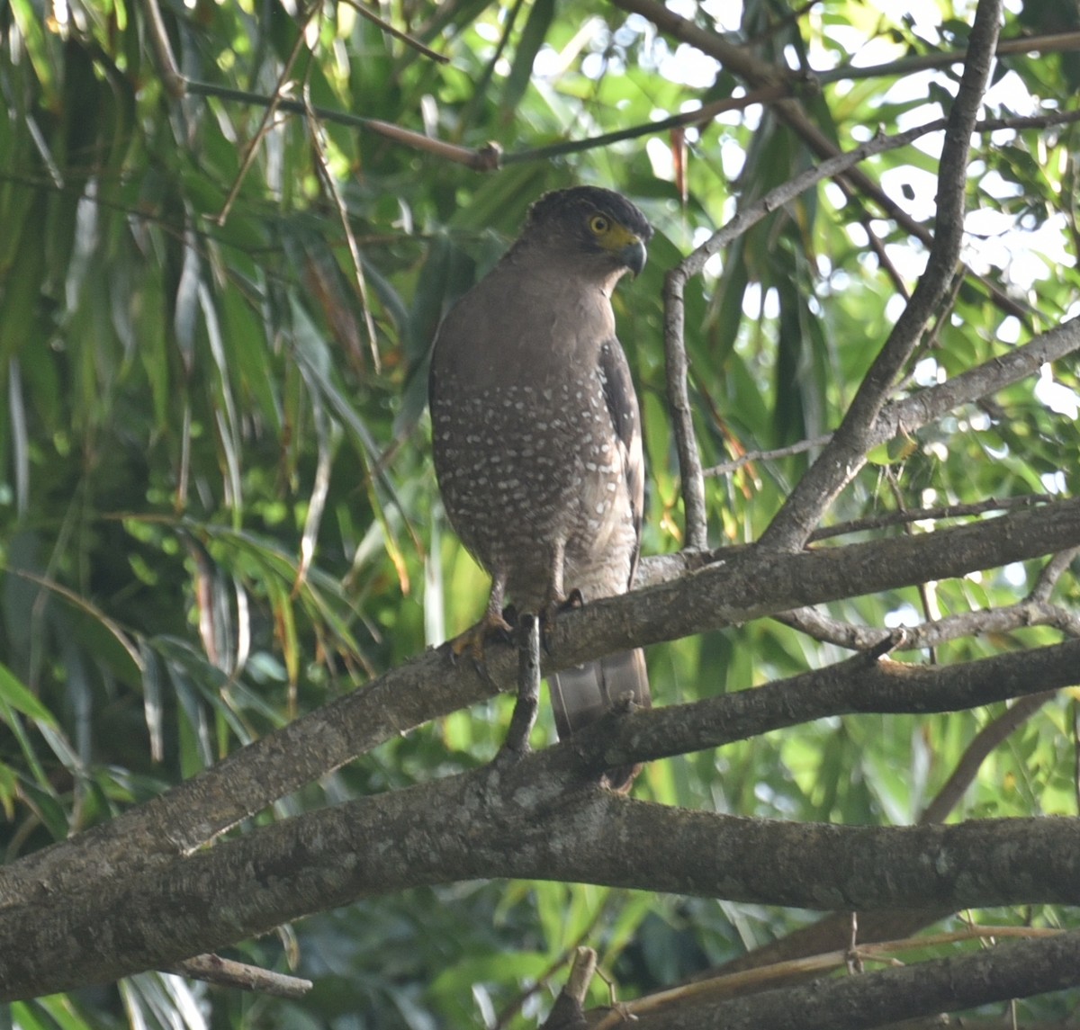 Crested Serpent-Eagle (Central Nicobar) - Gokulakrishnan G