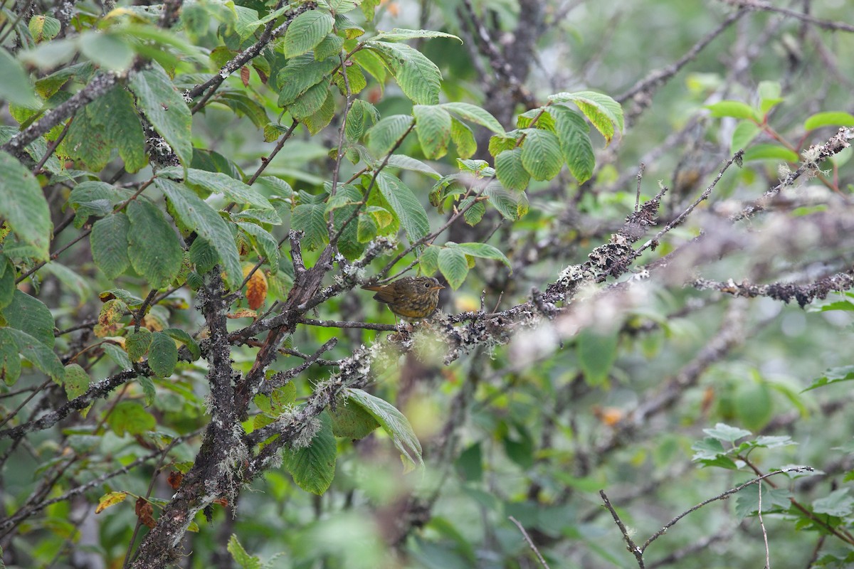 Golden Bush-Robin - ML474824861