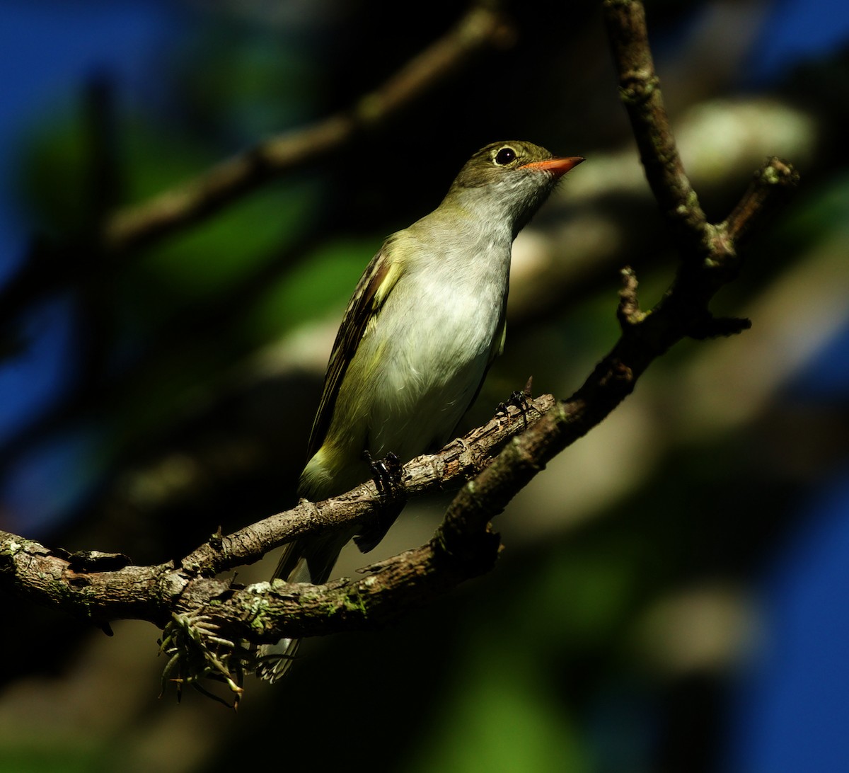 Small-billed Elaenia - ML474825541