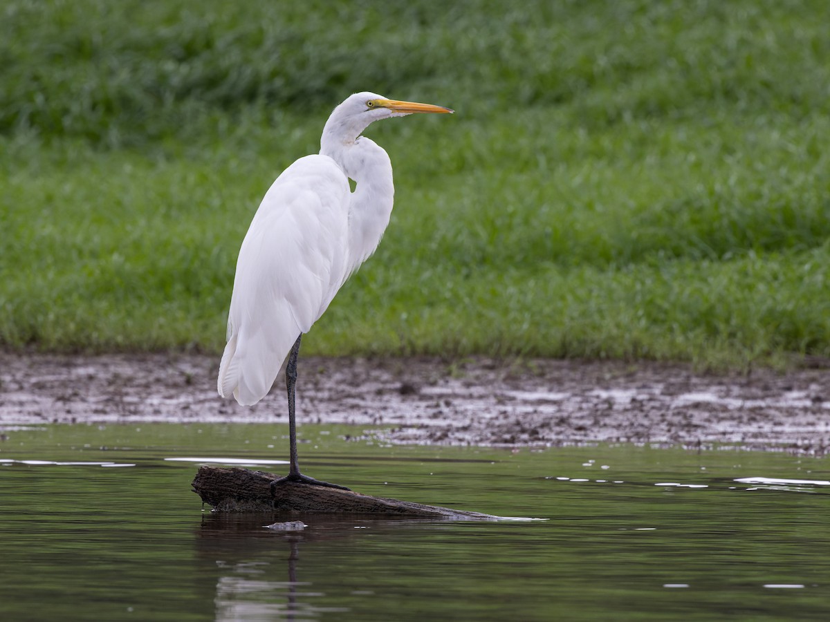 Great Egret - ML474825591