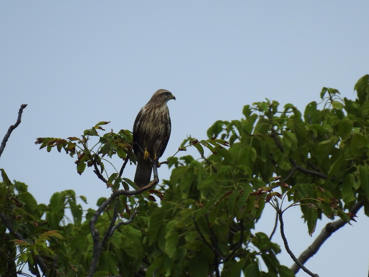 Common Buzzard - ML474825621