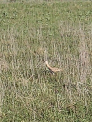 Long-billed Curlew - Alice Hempel