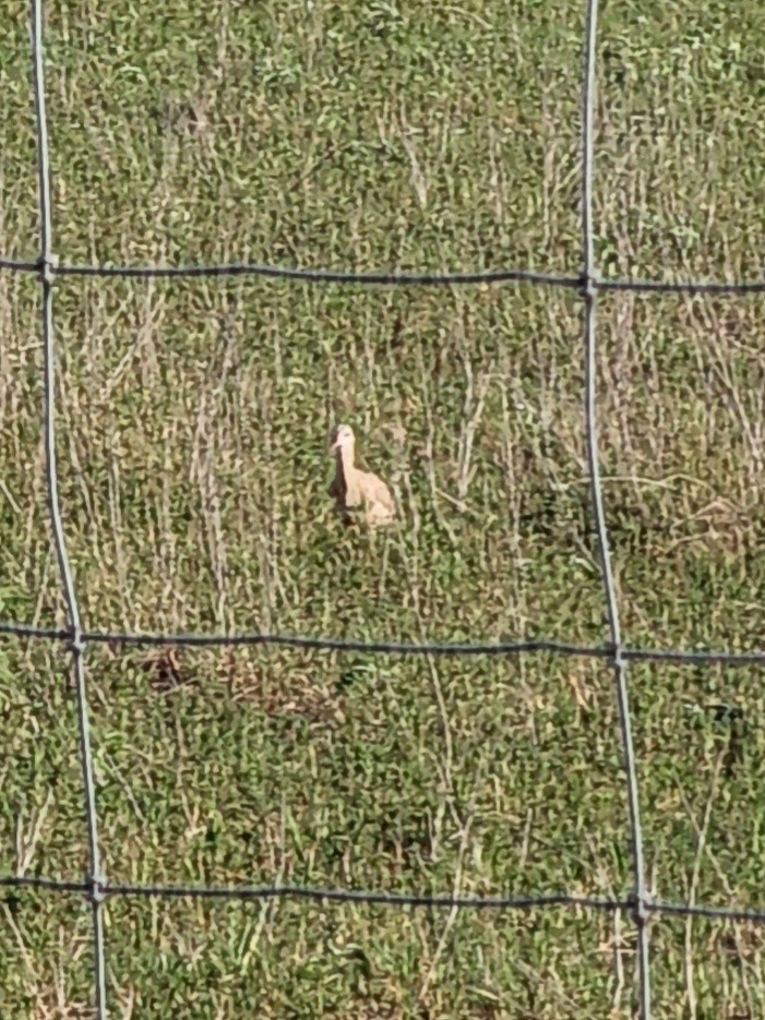 Long-billed Curlew - Alice Hempel