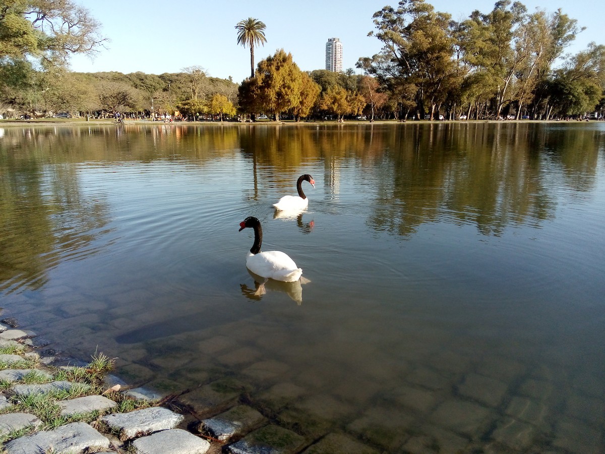 Black-necked Swan - ML474826471