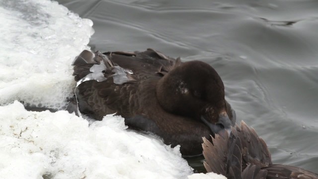 White-winged Scoter - ML474827