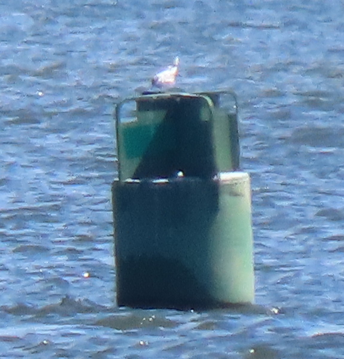 Forster's Tern - ML474828191