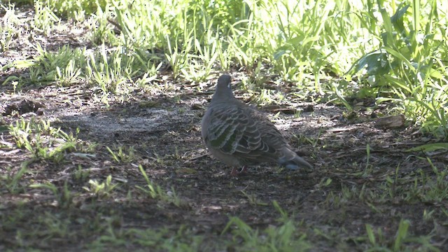 Common Bronzewing - ML474828541