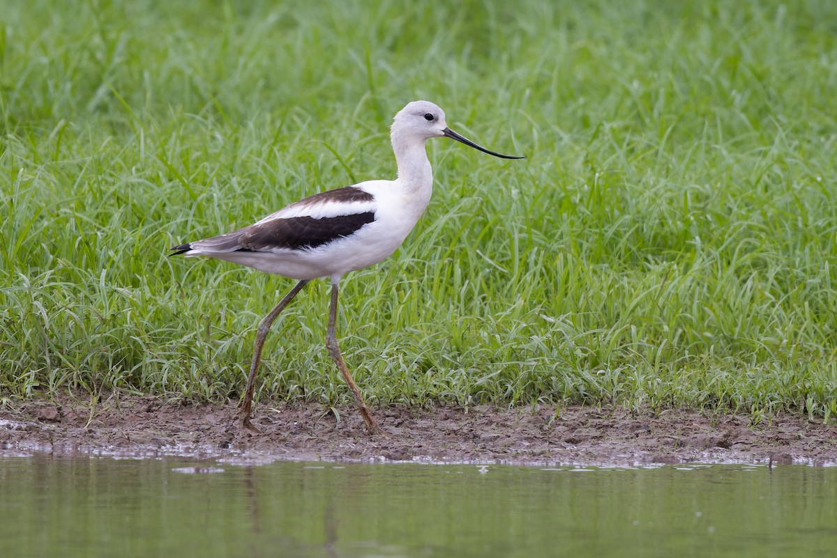 American Avocet - ML474828871