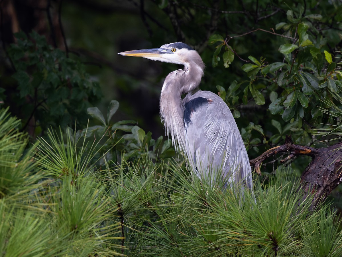 Great Blue Heron - ML474829371