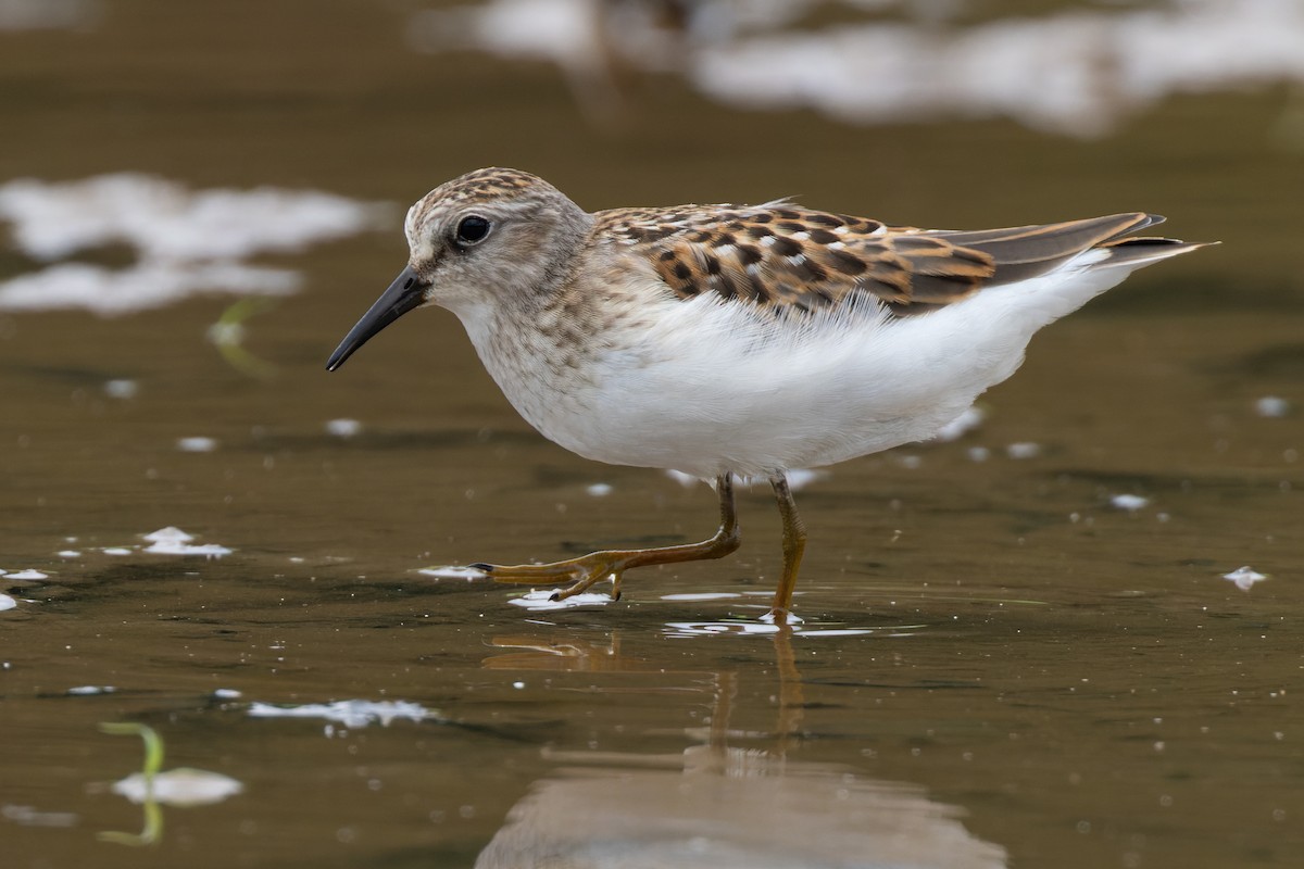 Least Sandpiper - ML474829461