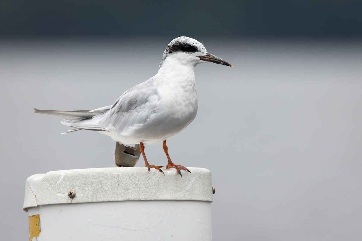 Forster's Tern - ML474830321