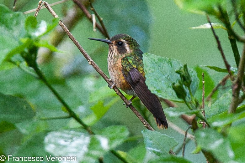 Speckled Hummingbird - ML474831821