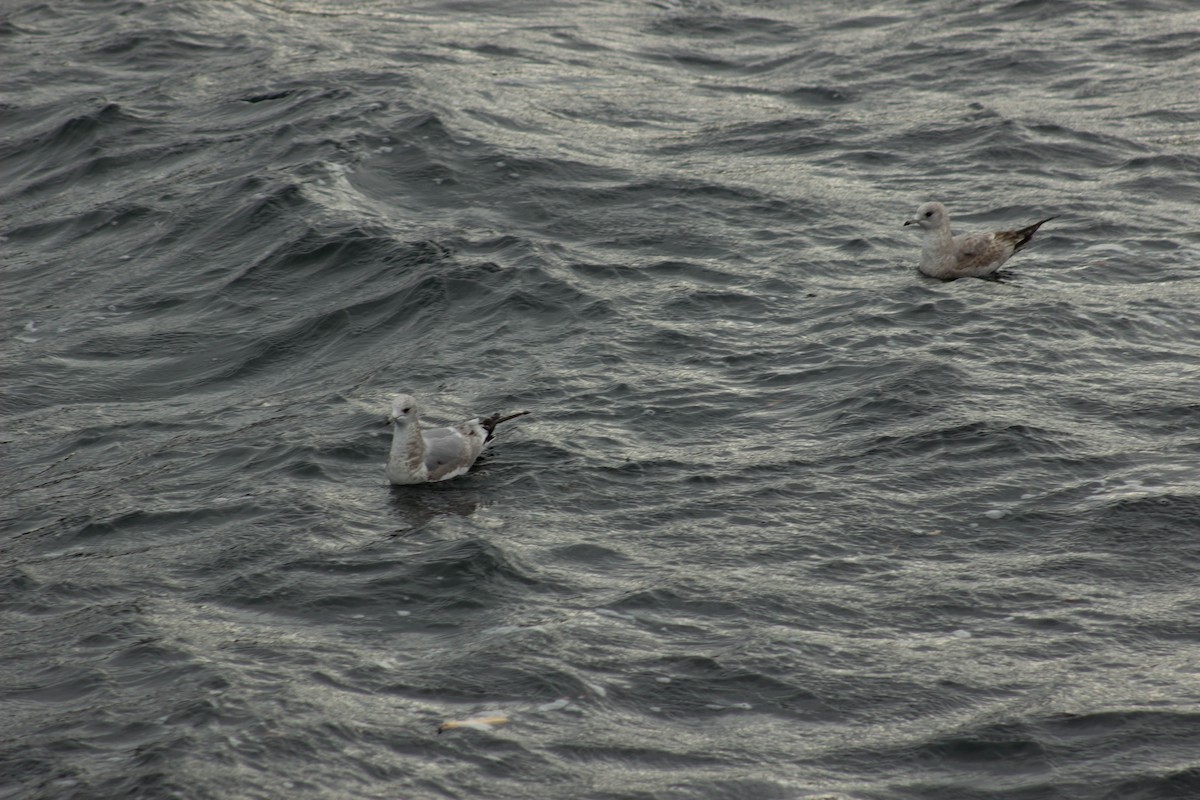 Short-billed Gull - ML47483261