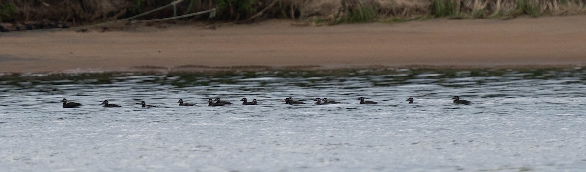 Surf Scoter - ML474835301