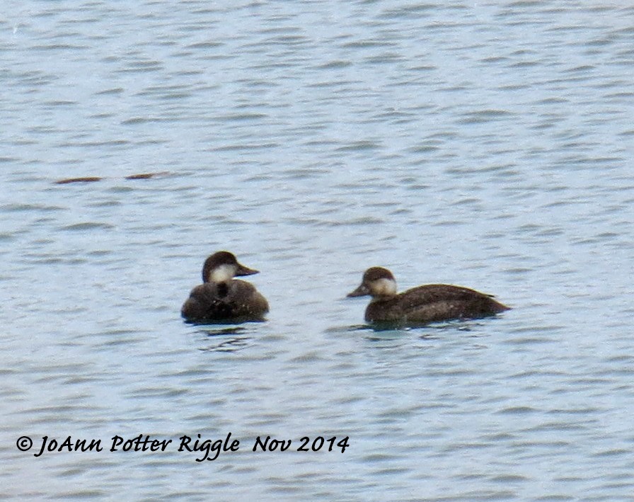 Black Scoter - ML47483601