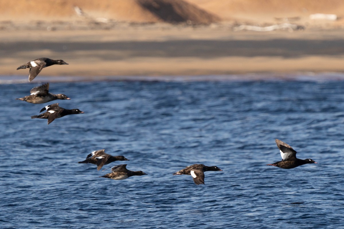 White-winged Scoter - ML474836051