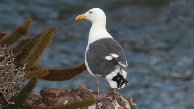 Gaviota Occidental - ML474837