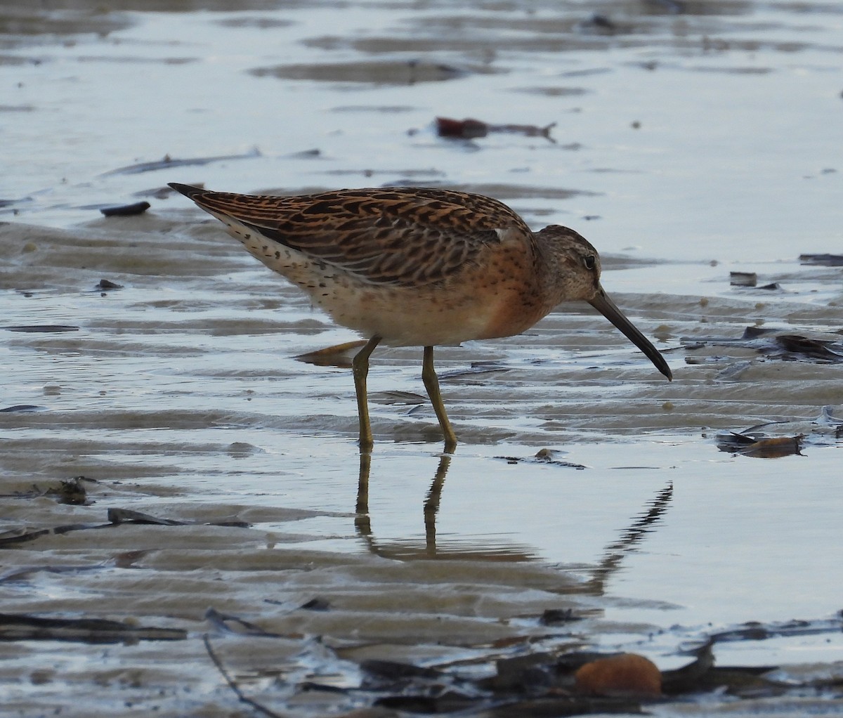 Short-billed Dowitcher - ML474838041