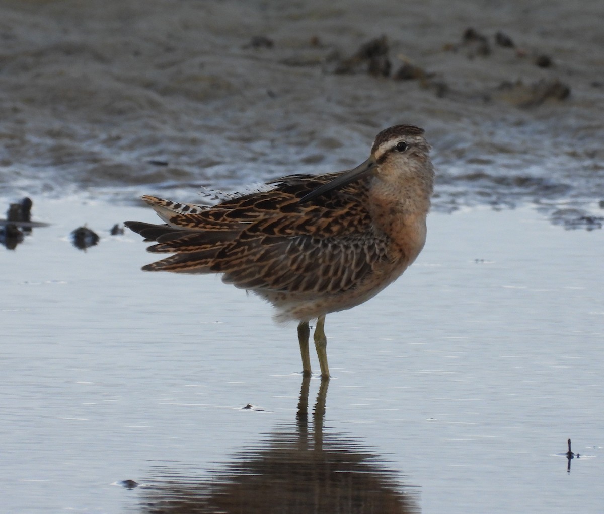 Short-billed Dowitcher - ML474838321