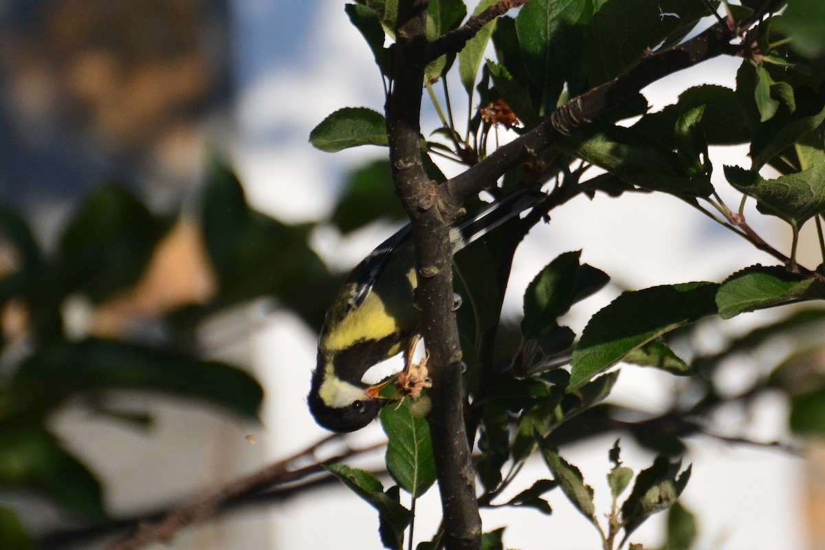 Green-backed Tit - ML474839221