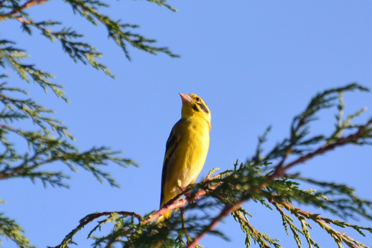 Yellow-breasted Greenfinch - ML474839481